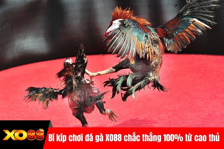 Bí kíp chơi đá gà XO88 chắc thắng 100% từ cao thủ