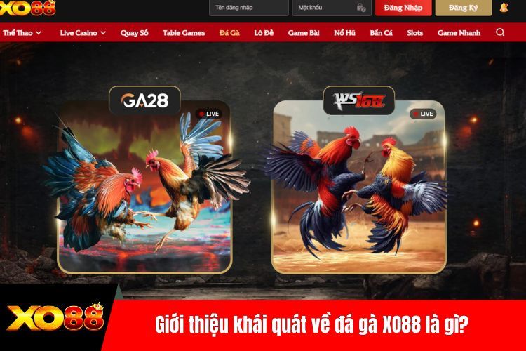 Giới thiệu khái quát về đá gà XO88 là gì?