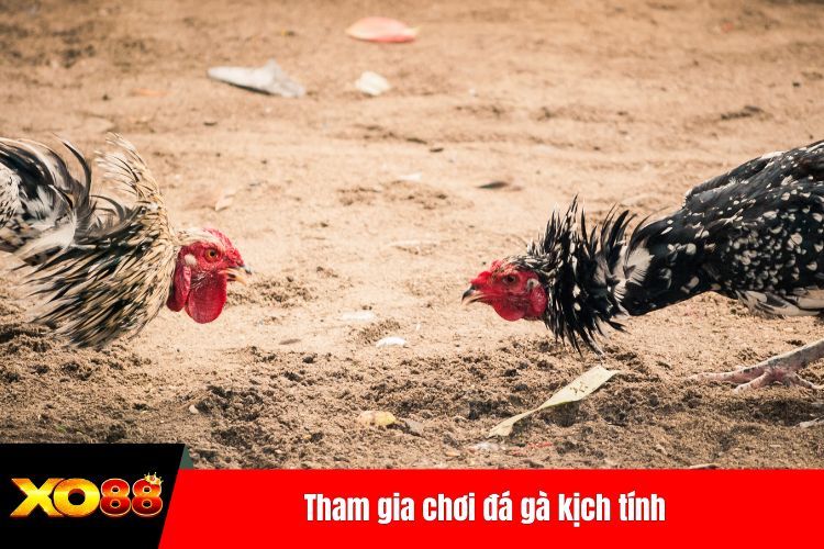 Tham gia chơi đá gà kịch tính