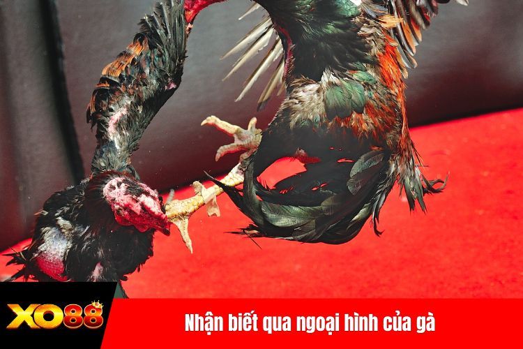 Nhận biết qua ngoại hình của gà